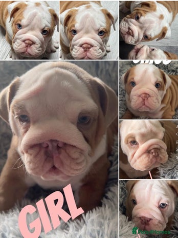 English Bulldog dogs - Advert 5