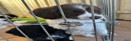Cockapoo dogs for sale: Beautiful cockapoos  in Peterborough - Advert 26