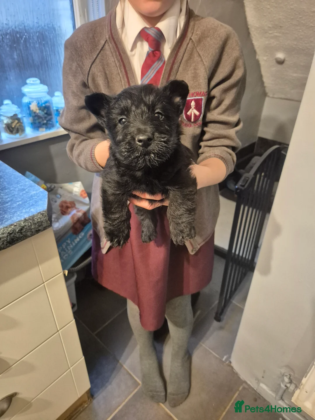 Scottish Terrier dogs for sale: Scottish terrier puppies  - Advert 4