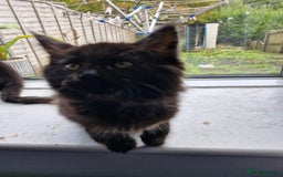 Maine Coon cats for sale: Maincoon x ragdoll  - Image 10