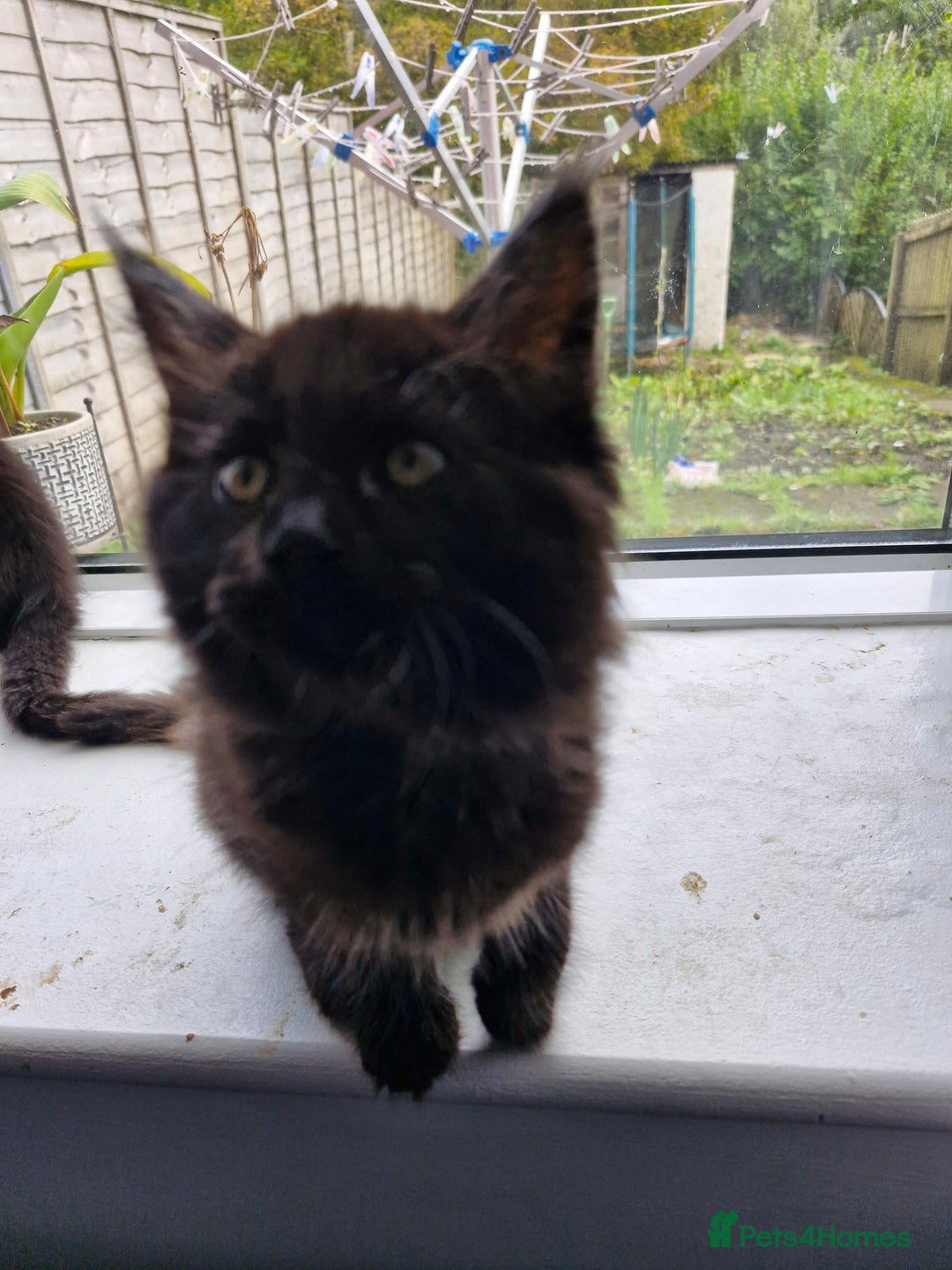 Maine Coon cats for sale: Maincoon x ragdoll  - Image 10