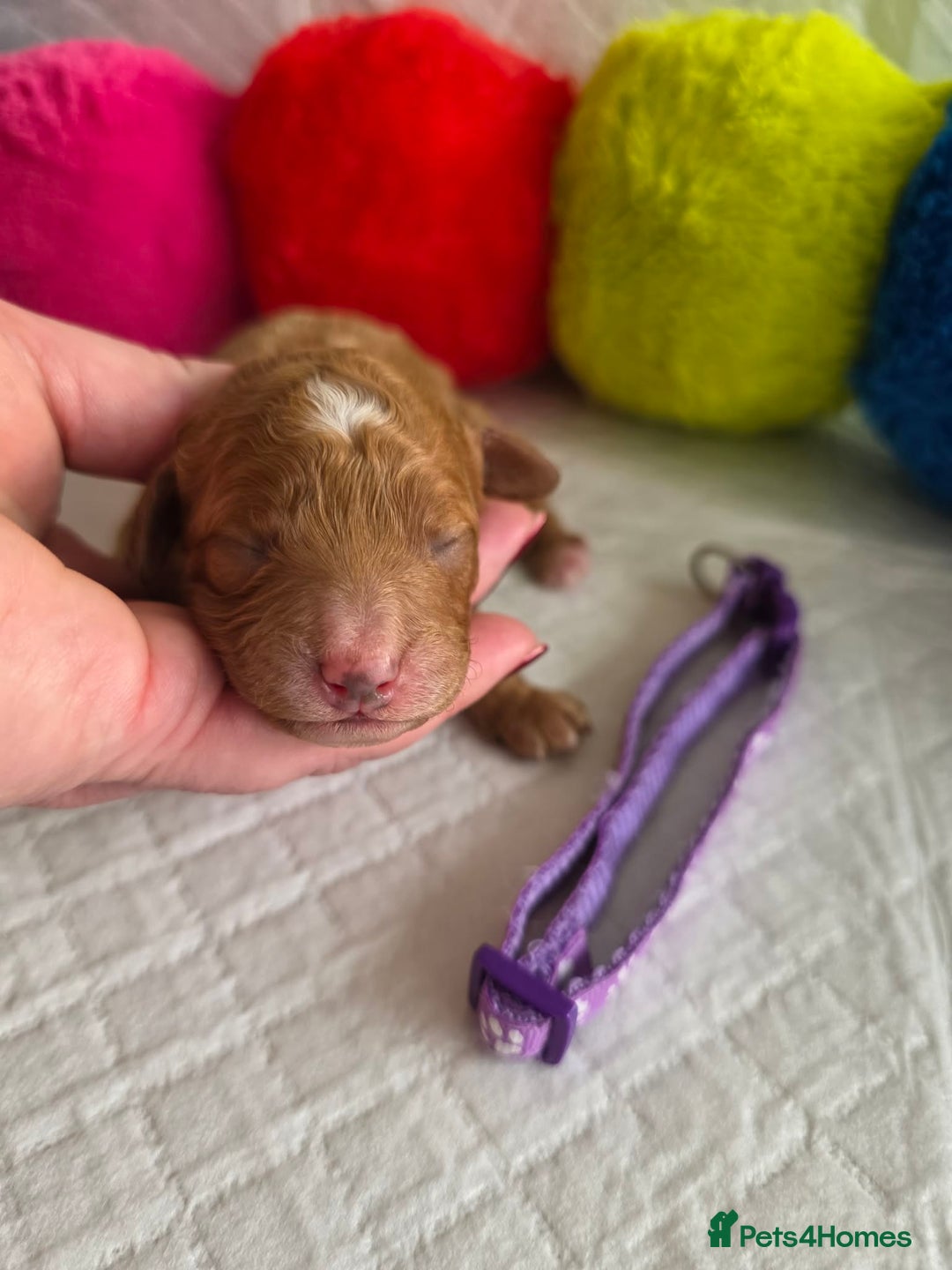 Cavapoo dogs for sale: 🥇 Finest Quality Beautiful F1b Cavapoos 🥇 - Advert 15