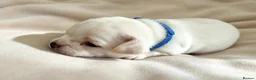 Chihuahua dogs for sale: Beautiful Chihuahua Pups - Advert 11