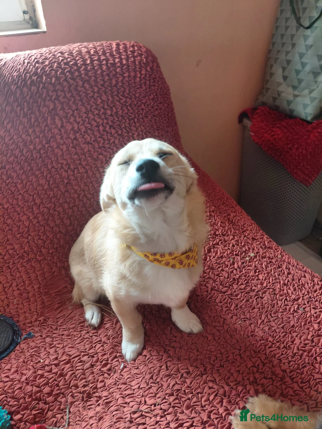 Mixed Breed dogs for adoption: 🌸Little HARA🌸- gentle, grateful and full of love - Advert 12