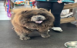 Chow Chow dogs for sale: Beautiful blue chow chow litter 💙 - Image 17