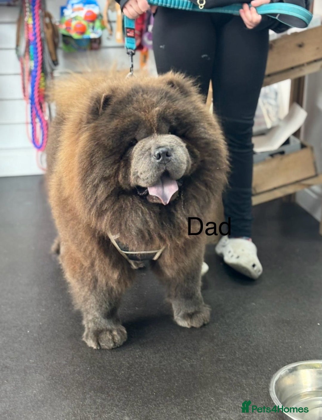 Chow Chow dogs for sale: Beautiful blue chow chow litter 💙 - Image 17