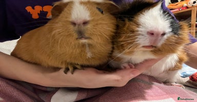 Guinea Pig rodents - Advert 8