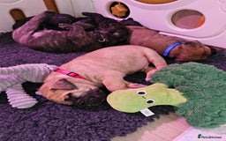 Bullmastiff dogs for sale: Quality Health Tested KC Bullmastiffs - Advert 7