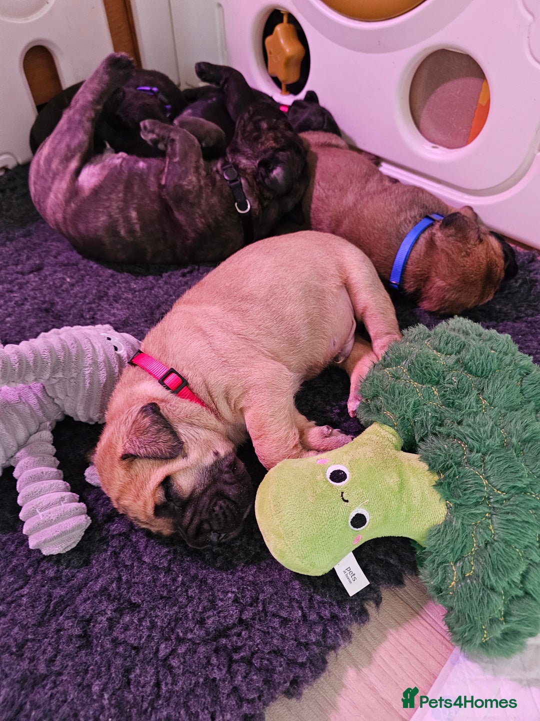 Bullmastiff dogs for sale: Quality Health Tested KC Bullmastiffs - Advert 7