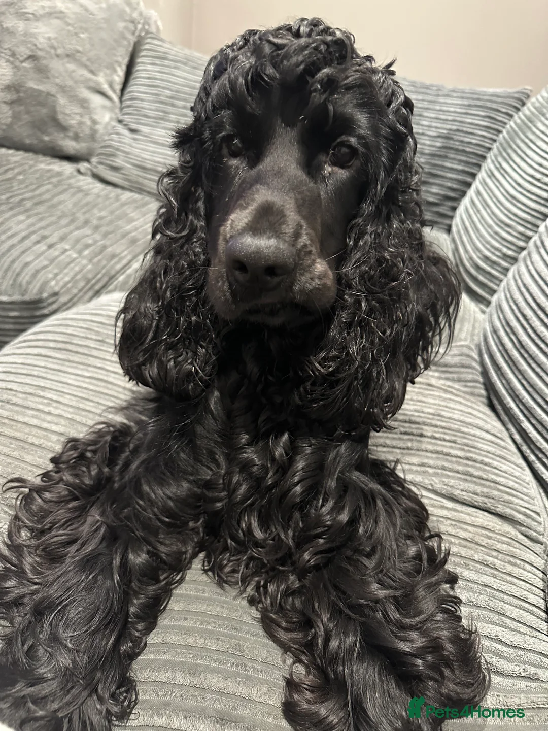Cocker Spaniel dogs for sale: 1 year old show cocker spaniel  - Advert 2