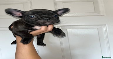 French Bulldog dogs - Advert 13