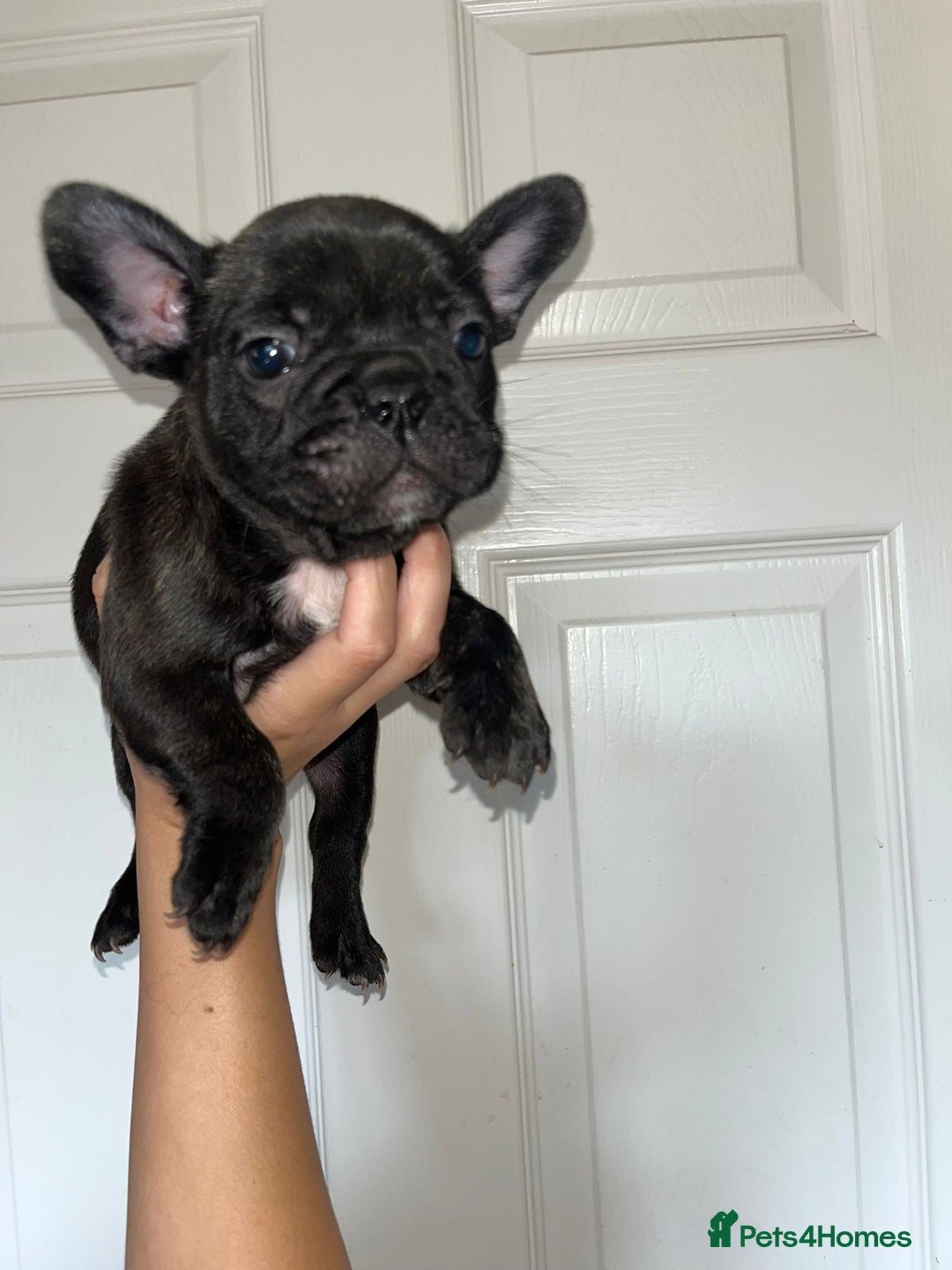 French Bulldog dogs for sale: KC Registered French Bulldog puppies ready to go - Image 3
