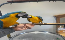 Macaws birds for sale: Ready Baby HandReared Super Tame Blue & Gold Macaw - Image 8