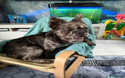 French Bulldog dogs for stud: Rare silver marble fluffy French bulldog - Image 3