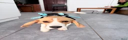Beagle dogs for sale: KC Beagle  - Advert 12