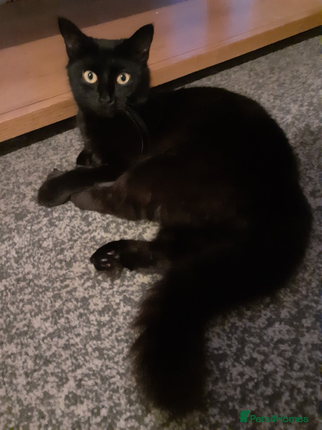 Mixed Breed cats for sale: 1 beautiful tabby boy and 1 grey short-haired boy - Advert 1