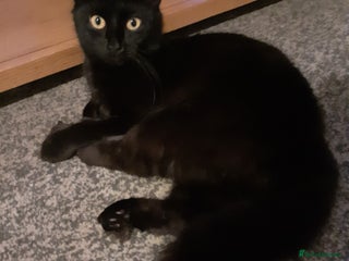 Mixed Breed cats 1 beautiful tabby boy and 1 grey short-haired boy - Advert 1