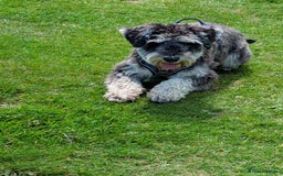 Miniature Schnauzer dogs for sale: Gorgeous George  - Image 1