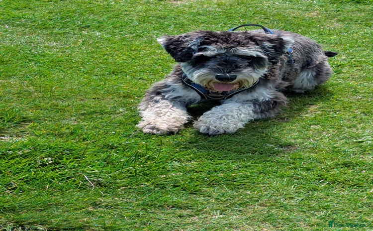 Miniature Schnauzer dogs - Advert 3