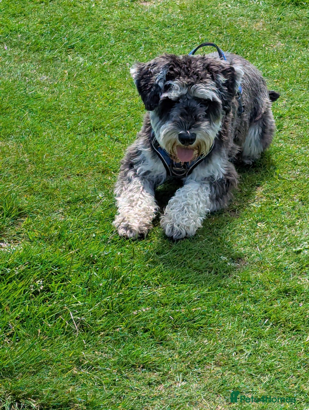 Miniature Schnauzer dogs for sale: Gorgeous George  - Image 1