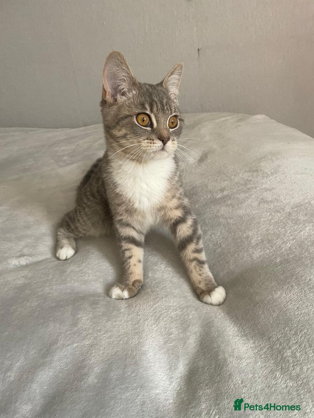 Mixed Breed cats for sale: Nice cat - Advert 1