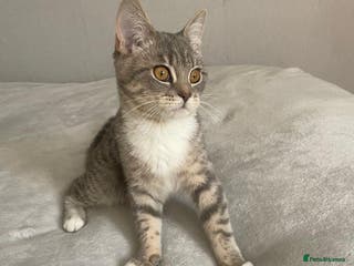 Mixed Breed cats Nice cat - Advert 14