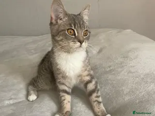 Mixed Breed cats Nice cat - Advert 17