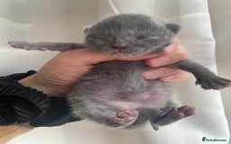 Ragdoll cats for sale: BSH x Ragdoll  - Image 1