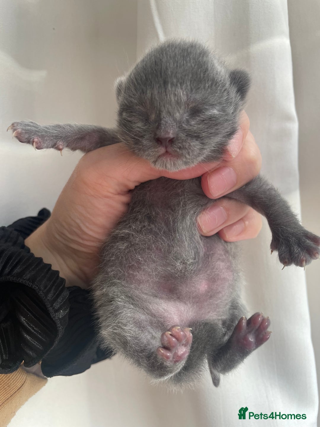 Ragdoll cats for sale: BSH x Ragdoll  - Image 1