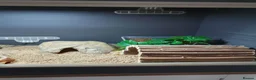 Leopard Gecko reptiles for sale: Zip the leopard gecko in Exeter - Advert 7