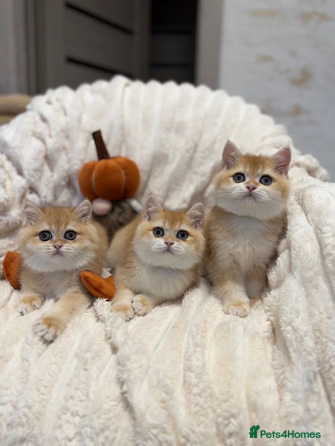 British Shorthair cats for sale: 🧡 Adorable pedigree Golden British Shorthairs 🧡 - Advert 2