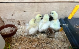 Chickens poultry for sale: Silkie Chicks for sale - Image 5