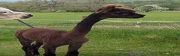 Alpaca livestock for sale: Gorgeous dark brown cria - Advert 5
