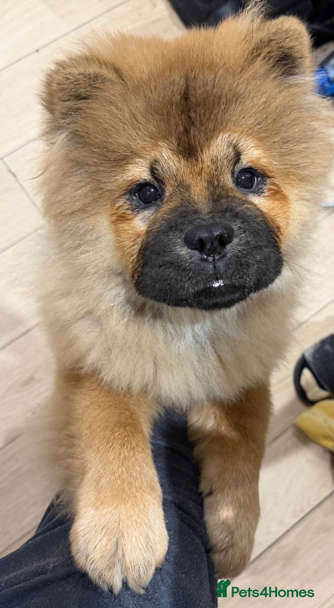 Chow Chow dogs for sale: Chow chow - Advert 10