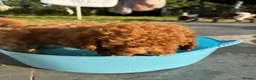 Miniature Poodle dogs for sale: Miniature Poodle puppies. Health tested parents!  - Advert 17