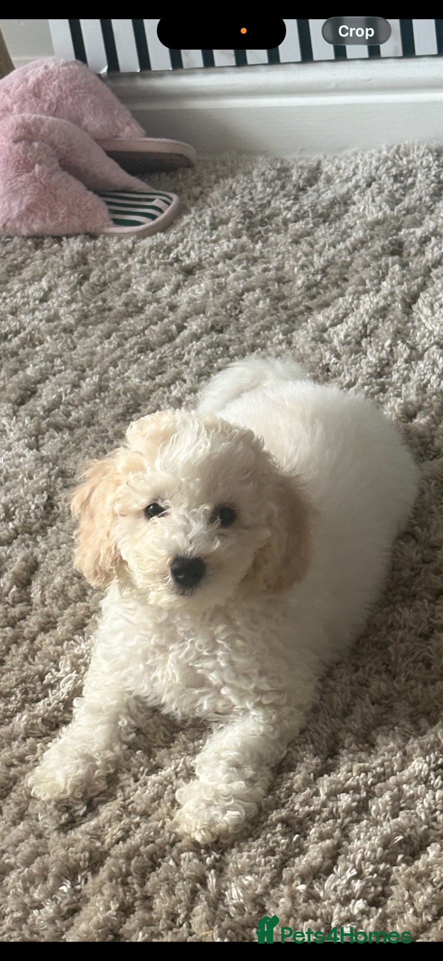 Cavapoochon dogs for sale: *REDUCED* LAST TINY BOY LEFT ready to leave - Advert 1