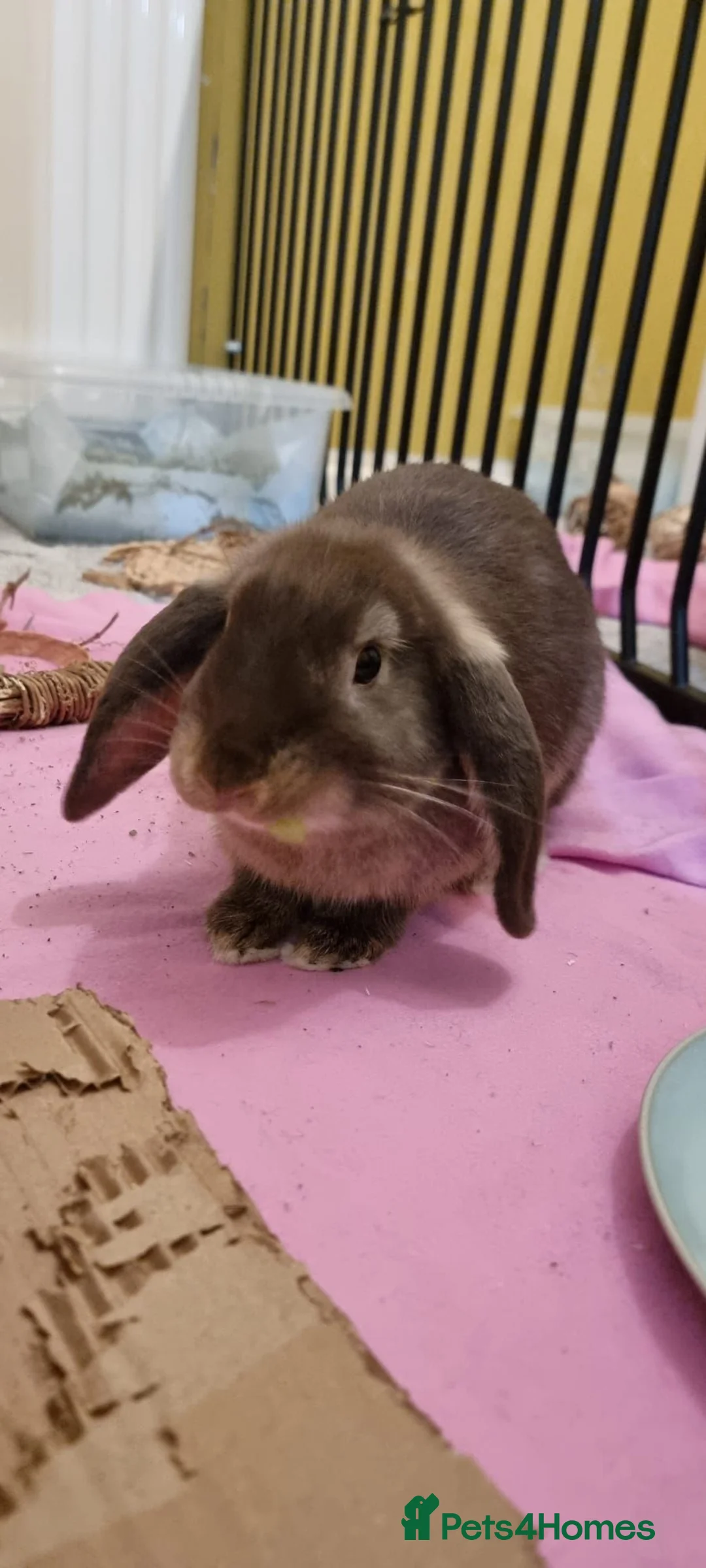 Mixed Breed rabbits for sale: Nifty - Advert 4