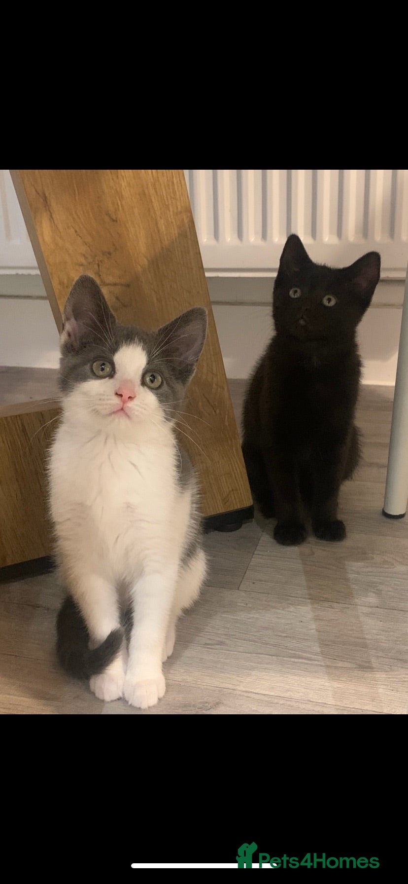 Norwegian Forest Cat cats Beautiful Norwegian forest kittens 🩵🩵 - Advert 3
