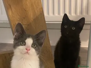 Norwegian Forest Cat cats Beautiful Norwegian forest kittens 🩵🩵 - Advert 3