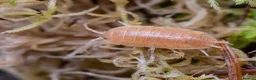 Isopods invertebrates for sale: Porcellio Laevis Giant Orange & Dairy Cow Isopods - Advert 1