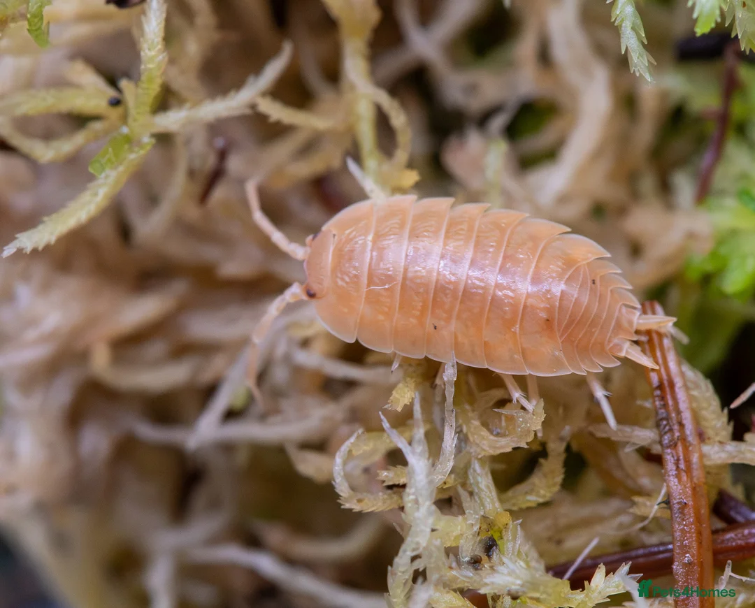 Isopods invertebrates for sale: Porcellio Laevis Giant Orange & Dairy Cow Isopods - Advert 1