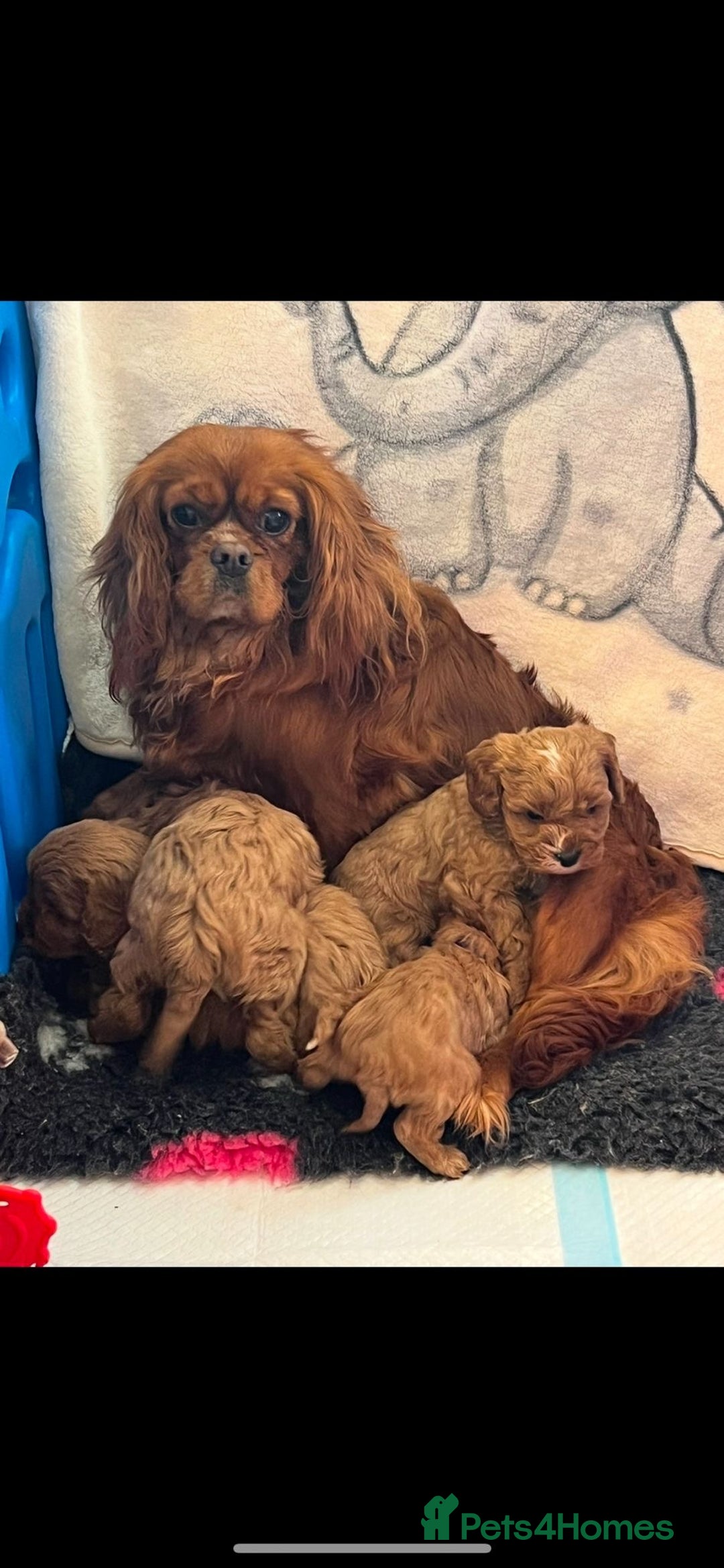 Cavapoo dogs for sale: Wonderful beautiful f1 champagne cavapoo babies  - Image 8