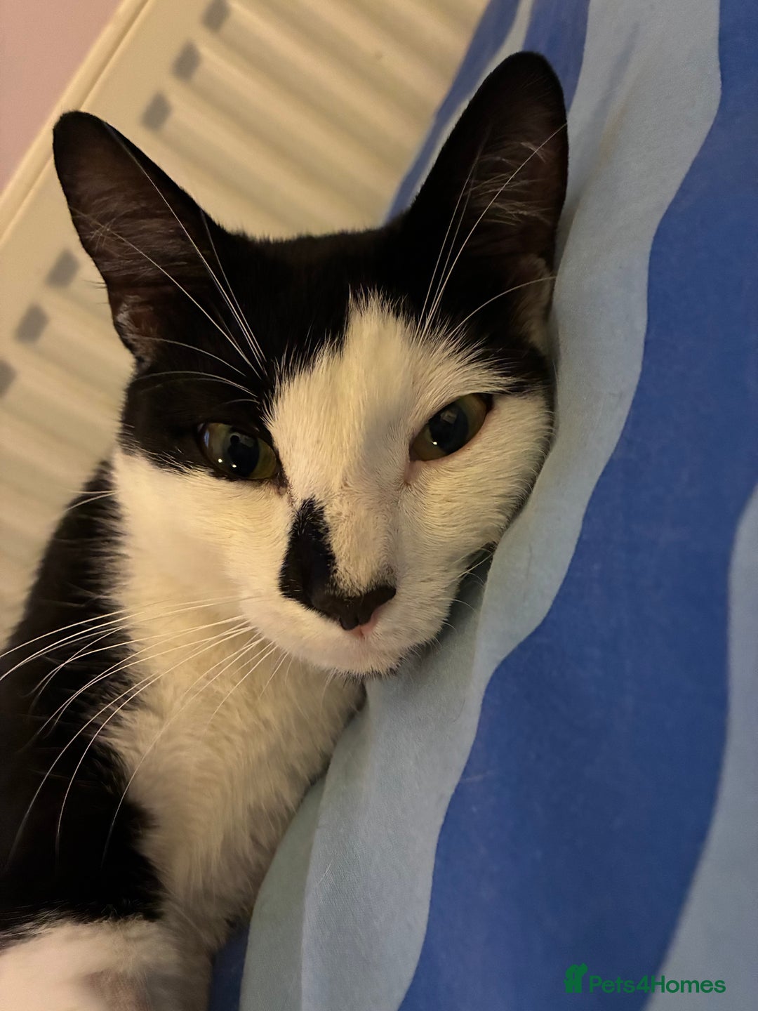 Domestic Shorthair cats for sale: 2-year-old tuxedo cat, ready to be rehomed - Image 1
