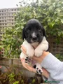 English Springer Spaniel 5