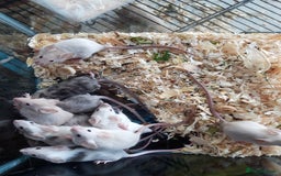Mouse rodents for sale: Fancy mice babies   in Manchester - Image 4