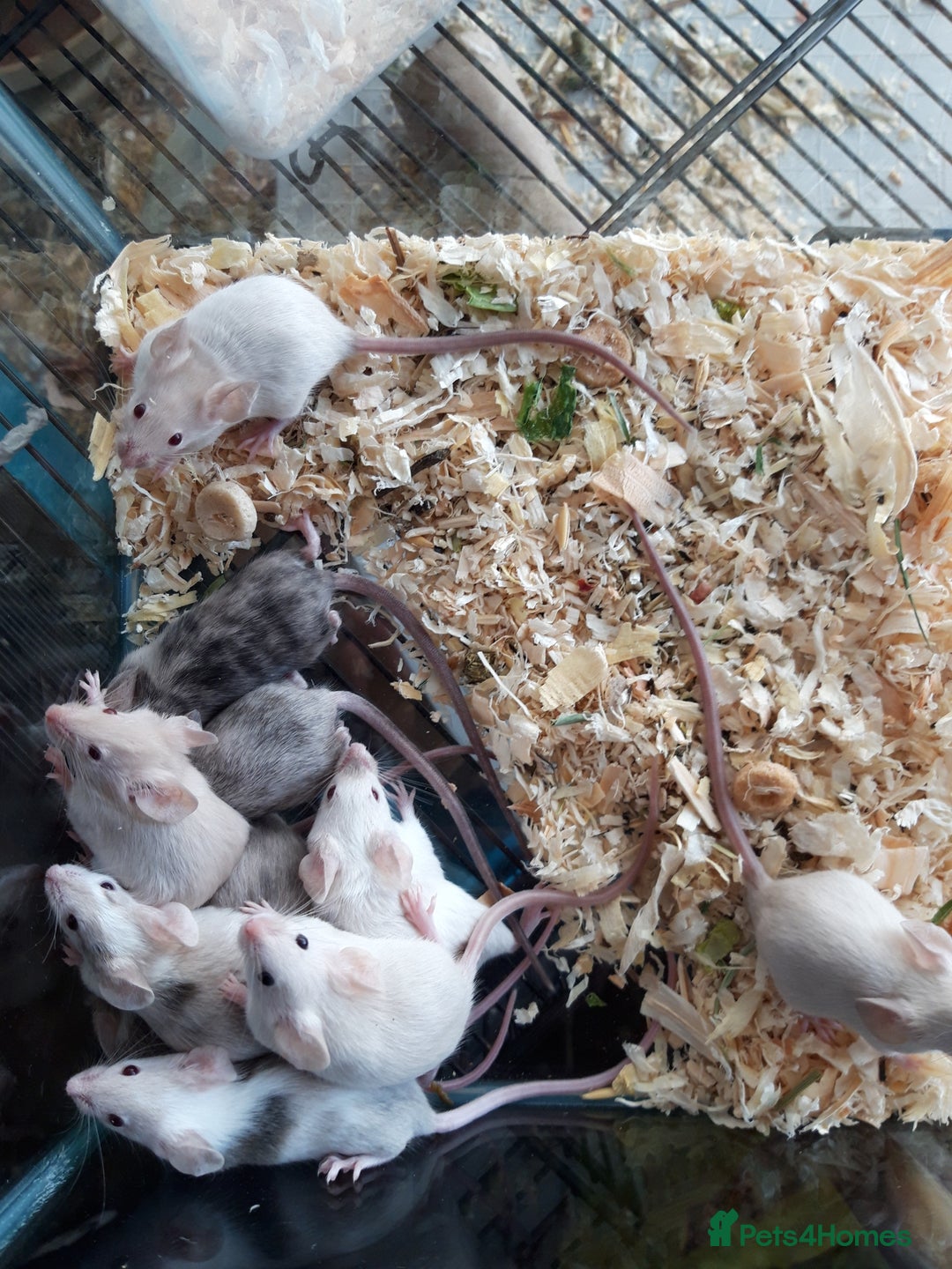 Mouse rodents for sale: Fancy mice babies   in Manchester - Image 4