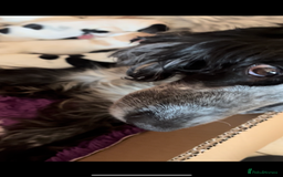 Cocker Spaniel dogs for sale: SHOW COCKER PUPS  - Image 2