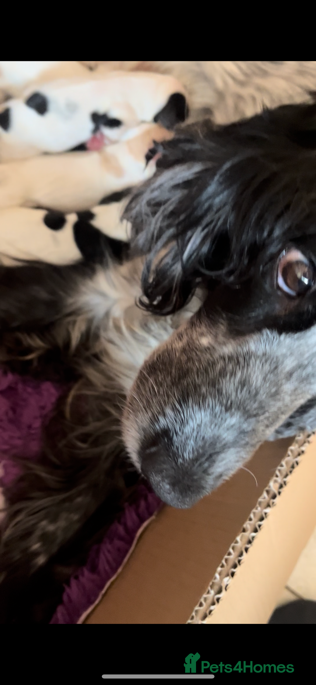 Cocker Spaniel dogs for sale: SHOW COCKER PUPS  - Image 2
