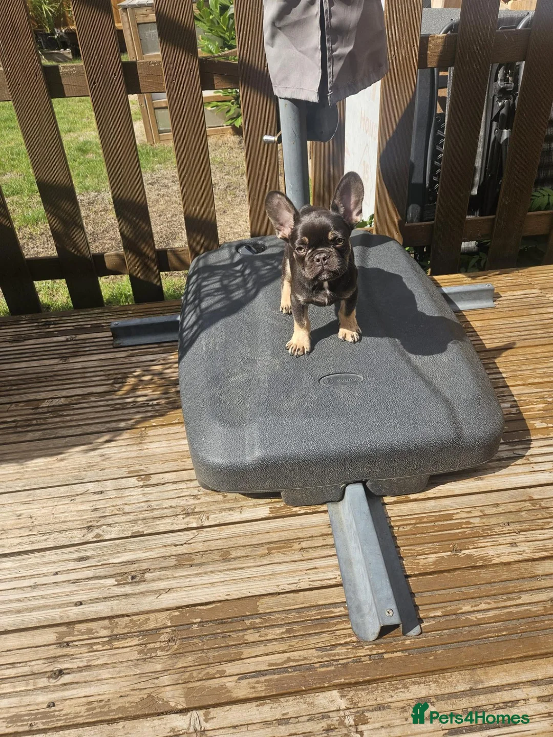 French Bulldog dogs for sale: Quality Chocolate French Bulldog Puppy - Advert 2