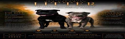 Staffordshire Bull Terrier dogs for sale: 6x champion sired SBT puppies  - Advert 1